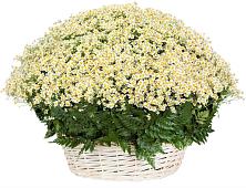 Цветочная композиция из Ромашки в корзине #REPLACE_PRED# Менделеевске